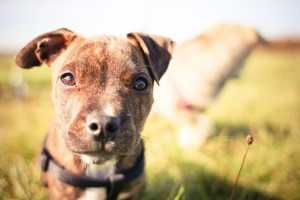 Animal Shelters Are Winning on Facebook: Here’s How!