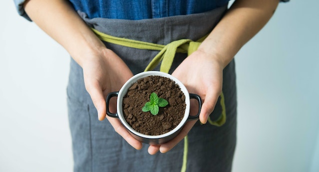person holding a potted plant seedling (aerial view)