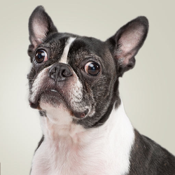 Take a look at how Pensacola Humane Society collaborated with Qgiv for their donation form.