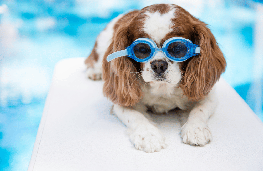 Dog on diving board wearing goggles
