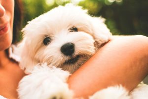 3 Peer-to-Peer Fundraiser Ideas for Animal Shelters