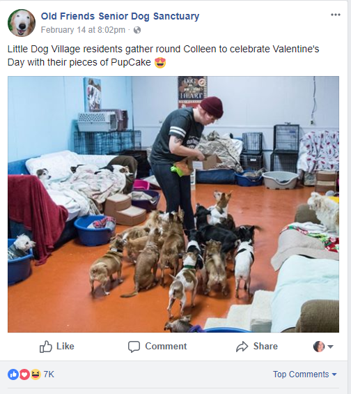 5 Effective Social Media Posts from Animal Shelters (and How to Copy Them)  - Qgiv Blog