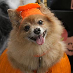 Conducting a pet parade is a cheap fundraising idea for all nonprofits. Image of a small dog wearing a pumpkin costume