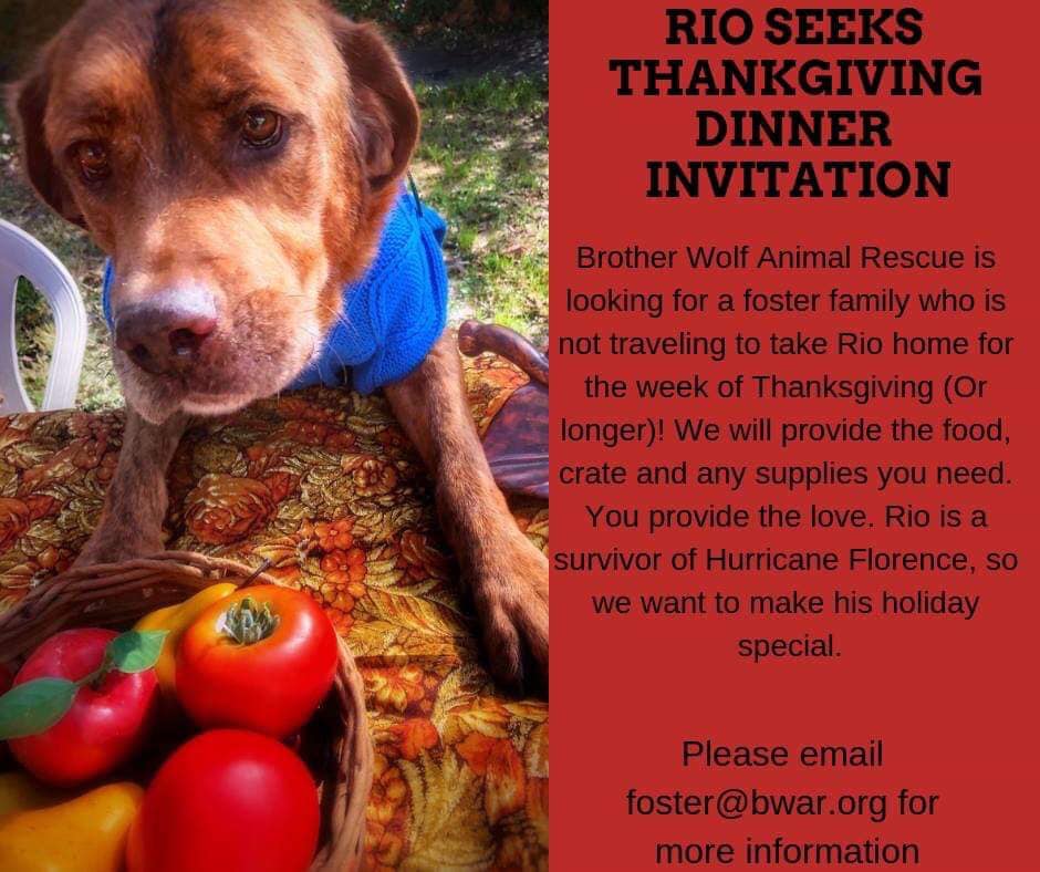 screenshot of Brother Wolf Animal Rescue Thanksgiving Dinner Invitiation
