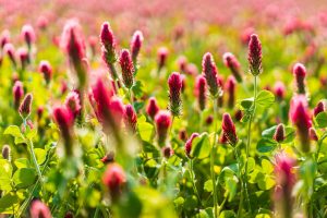 Spring Fundraising Events: How to Plan a Fresh, Exciting Event