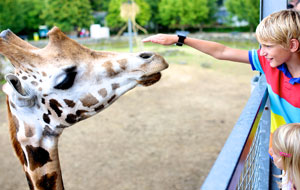 Try an animal encounter as a fun auction item idea.