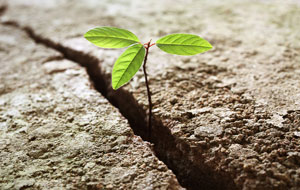 Dedicate a tree as an auction item idea for churches.