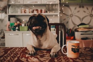 Happy pug visual storytelling example