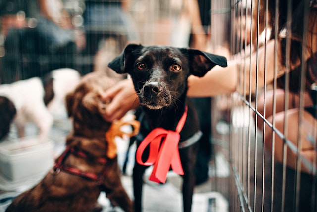 Eye-catching image of a puppies in a cage for use in an in-kind donation letter