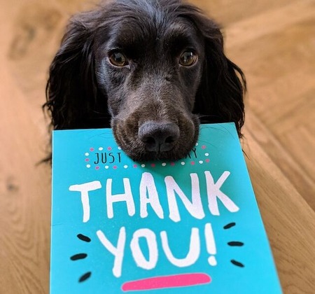 dog holding a thank you card as a special acknowledgement idea for your annual campaign top donors 