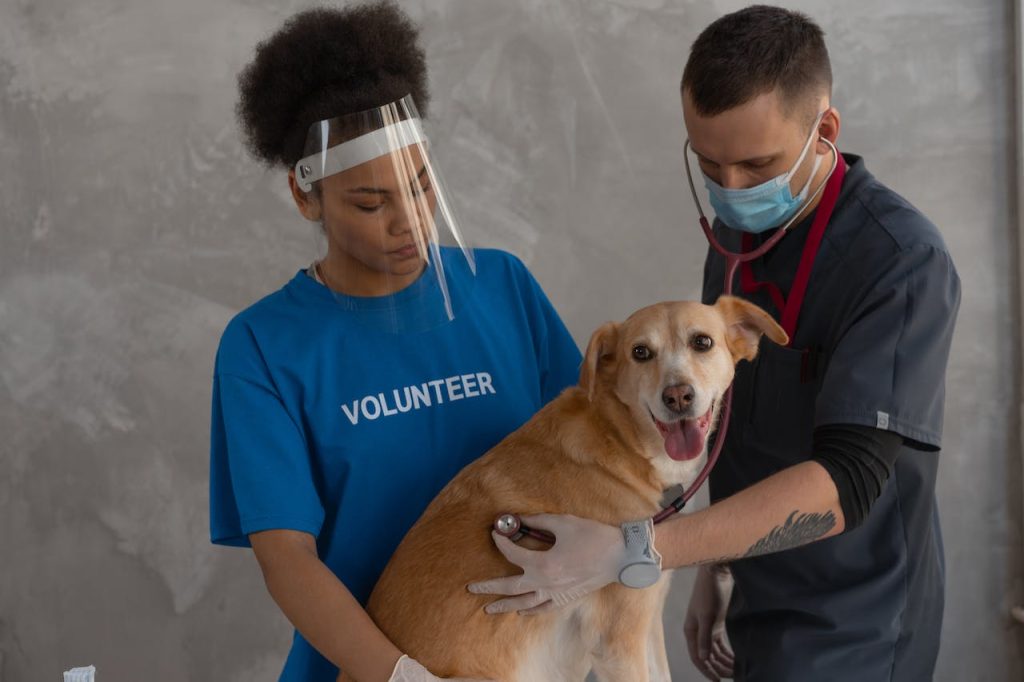 Two volunteers volunteering at an animal shelter. 