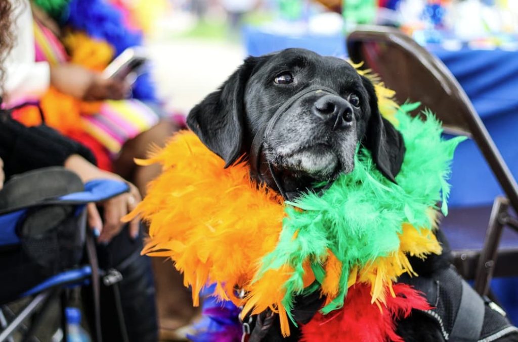dog with boa for fundraising pet parade